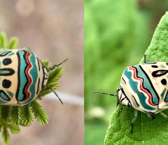 A Master Piece of Nature: Picasso Bug