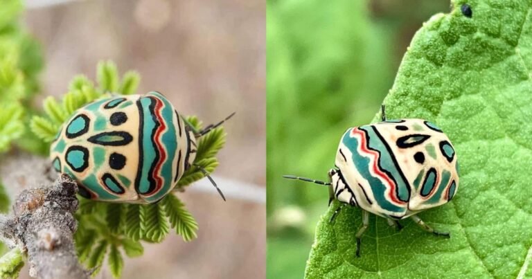 A Master Piece of Nature: Picasso Bug